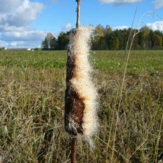 Lisaained peenviimistluskrohvile 100ml